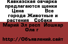 Кавказская овчарка -предлагаются щенки › Цена ­ 20 000 - Все города Животные и растения » Собаки   . Марий Эл респ.,Йошкар-Ола г.